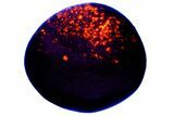 Highly Fluorescent Yooperlite Pebble - Michigan #176865-1